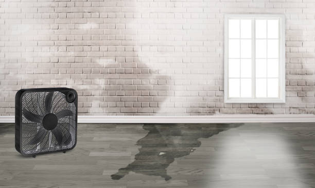 Best Professional water damage repair  in Arcade, GA